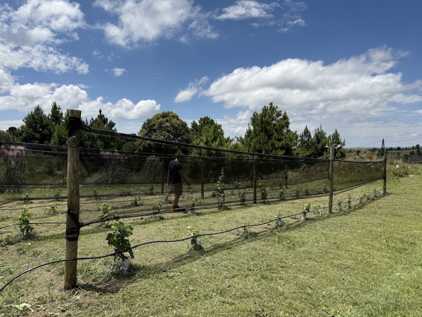 Recorriendo las hileras de El Viñedo Escondido